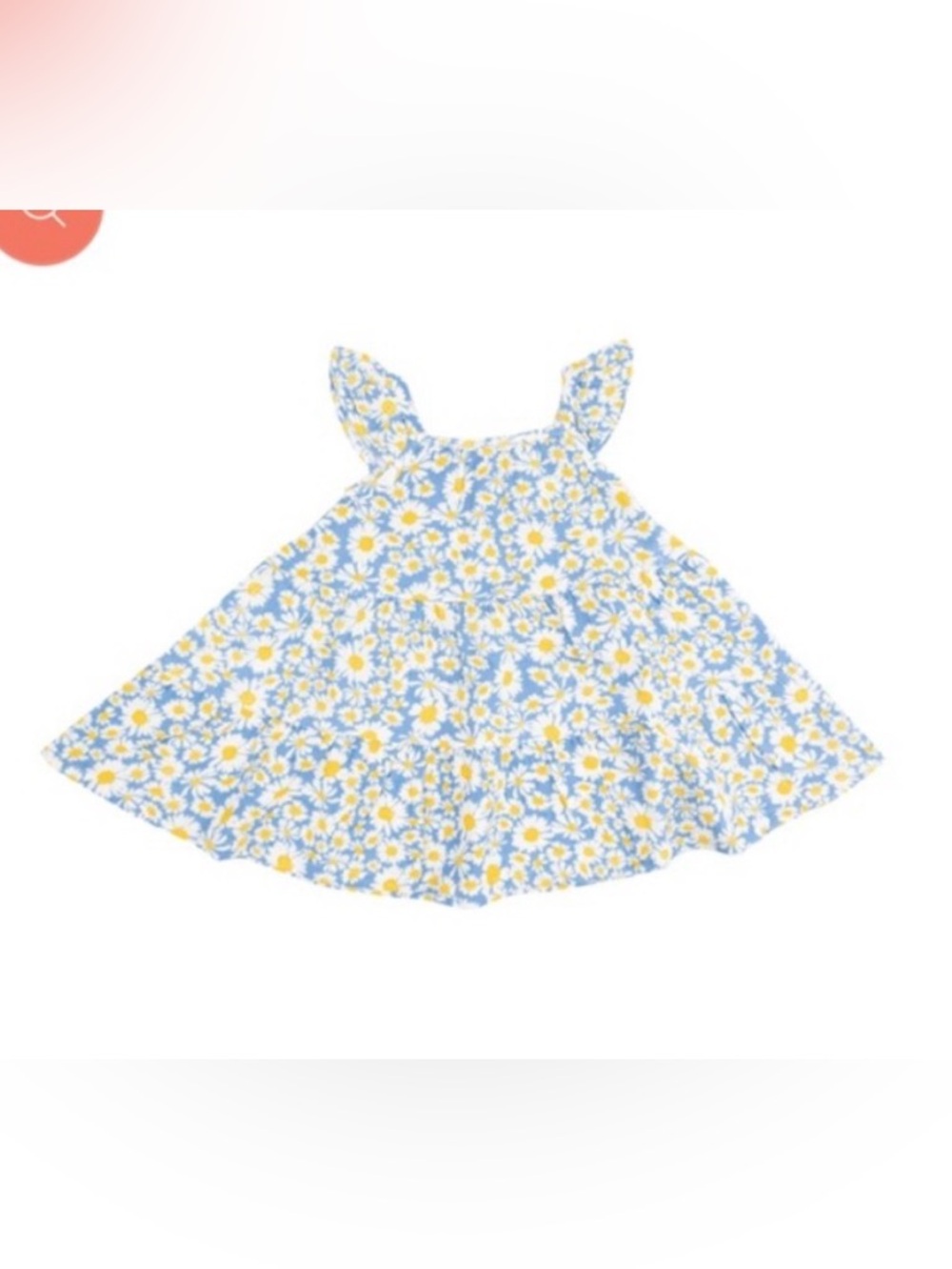 Angel Dear Shasta Daisy